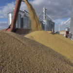 Argentine soybean exports with exchange rate advantage fell 57%