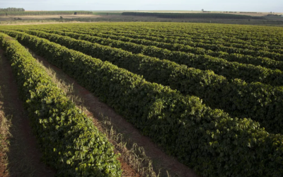 Exportações globais de café verde cresceram 11% em novembro