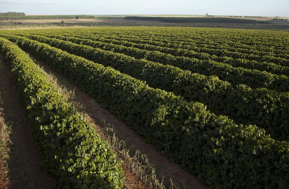 Exportações globais de café verde cresceram 11% em novembro