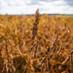 With a bumper soybean harvest, Brazil is expected to export 93,000 tons in 2023