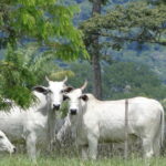 January was marked by pressure on the prices of beef cattle