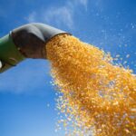 Mato Grosso: inputs increase corn production costs by almost 28%