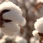 Cotton: effective operating cost drops by 8.68% in the 2023/24 harvest in MT