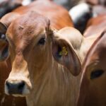 ABPO breaks record in cattle slaughter in 2022