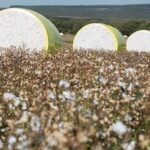 Cotton sales in Mato Grosso continue at a slow pace