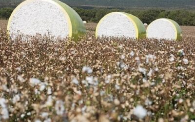 Comercialização de algodão em Mato Grosso segue a passos lentos