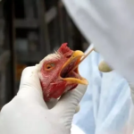 European country experiences another outbreak of bird flu