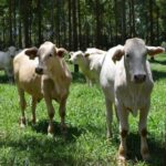 Beef: Southeast region continues to have higher prices