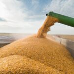 Brazil’s corn exports break record for January