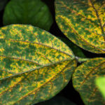 Rain increases reports of soybean rust in the 22/23 harvest