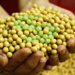 Soybean seed and fertilizer prices expected to fall, says Imea