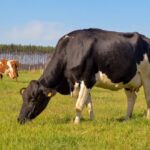 Case of mad cow disease discovered in the Netherlands