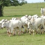 Beef: prices strengthen with shorter stopovers