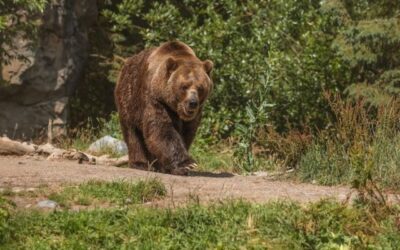 Pior gripe aviária registrada nos EUA atinge até ursos