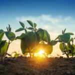 Biofuels strategy could boost soybean planting, says Abiove