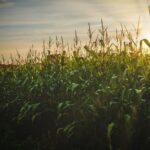 Efficiency and High Productivity: Producers’ Response to Climate Fluctuations