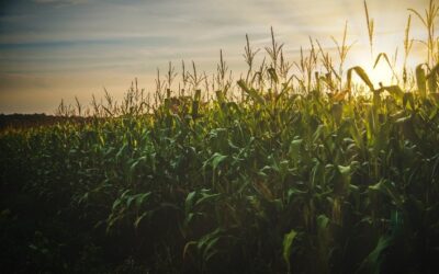 Eficiência e Alta Produtividade: A Resposta dos Produtores às Oscilações Climáticas