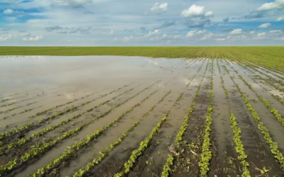 Clima adverso eleva procura por seguro rural em áreas onde havia menos adesão