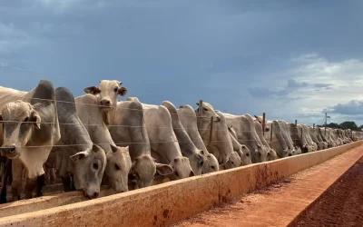 Pecuária terá expansão e margens positivas, projeta MFG