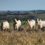 Pasto, soja e cana dominam a área de produção agropecuária no país