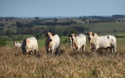 Pasto, soja e cana dominam a área de produção agropecuária no país