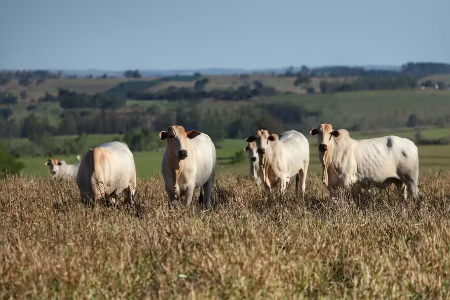 Pasture, soybeans and sugarcane dominate the country’s agricultural production area