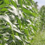 Corn market: Interest resumed in February